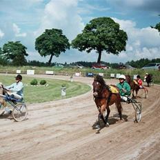 Gotlandsruss Tarpan's Ikon R.I.P