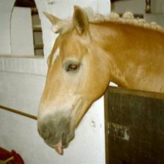 Haflinger Baron Præsthøj