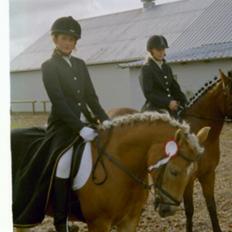 Haflinger Baron Præsthøj