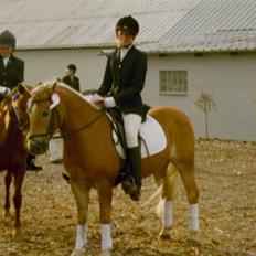 Haflinger Baron Præsthøj
