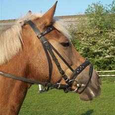 Haflinger Bosse<3 (EUR elevpony)