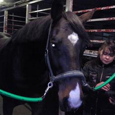 Holstener Campbell  SOLGT