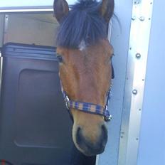 Holstener Rocky DJ    solgt :'(