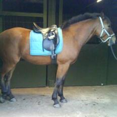 Holstener Rocky DJ    solgt :'(