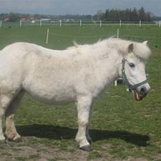 Anden særlig race Laurine