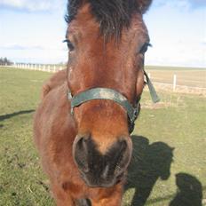 Anden særlig race Moonlight *SOLGT*