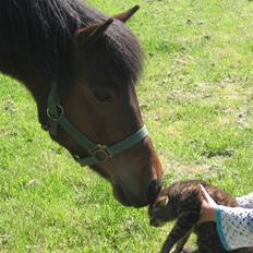 Anden særlig race Moonlight *SOLGT*