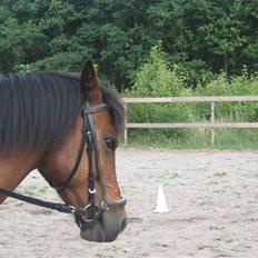 Anden særlig race Moonlight *SOLGT*