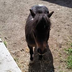 Shetlænder Lille skid (Solgt)