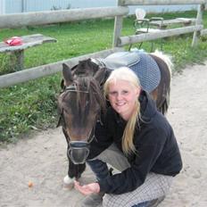 Shetlænder Lille skid (Solgt)