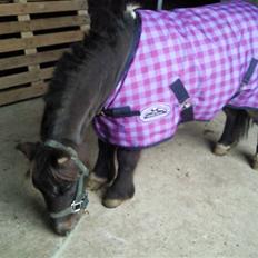 Shetlænder Lille skid (Solgt)