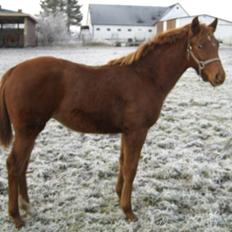 Dansk Varmblod Zelina Z