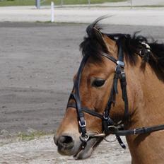 Anden særlig race Jerry Part gl. part