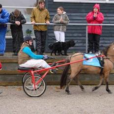 Anden særlig race Jerry Part gl. part