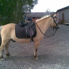 Anden særlig race felix