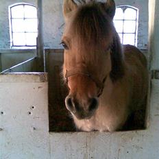 Anden særlig race felix