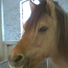 Anden særlig race felix