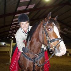 Welsh Pony af Cob-type (sec C) Dorthealyst Leading Star†