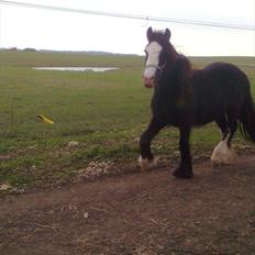 Irish Cob Genevieve