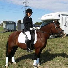 Welsh Pony af Cob-type (sec C) Dorthealyst Leading Star†