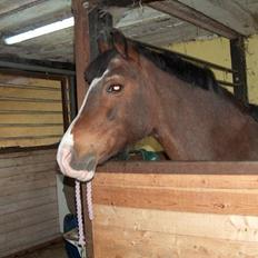 Welsh Pony af Cob-type (sec C) Dorthealyst Leading Star†