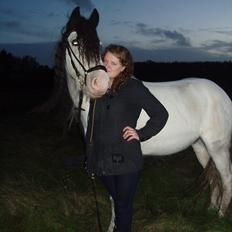 Irish Cob Mac Chass