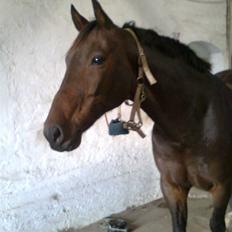 Anden særlig race Sprutnik