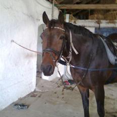 Anden særlig race Sprutnik