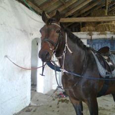 Anden særlig race Sprutnik