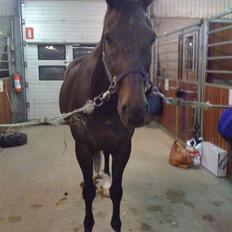 Trakehner O'Kelly *Gammel part*