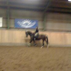 Trakehner O'Kelly *Gammel part*