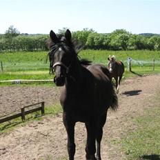 Oldenborg Samira af Smedegaard.