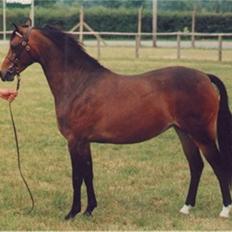 Welsh Pony (sec B) Lanarth Welsh Poppy