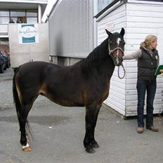 Welsh Pony (sec B) Lanarth Welsh Poppy