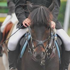 Anden særlig race westergaard`s mike B-pony