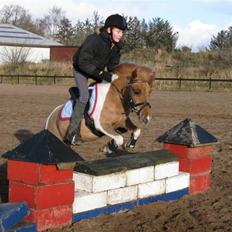 Shetlænder Hugo Boss (red)  SOLGT