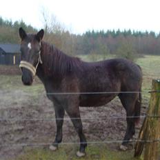 Oldenborg my fair lady (død  ) :,-(