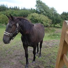 Oldenborg my fair lady (død  ) :,-(