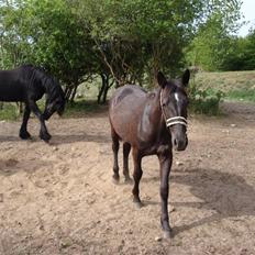 Oldenborg my fair lady (død  ) :,-(