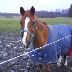 DSP Fruetoftens Lucky. xpart