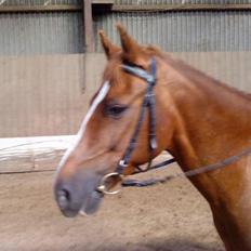 DSP Fruetoftens Lucky. xpart