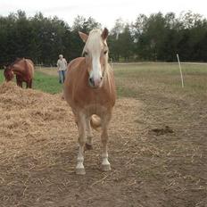 Tyroler Haflinger Elghusets Aron SOLGT
