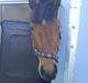 Holstener Rocky DJ    solgt :'(