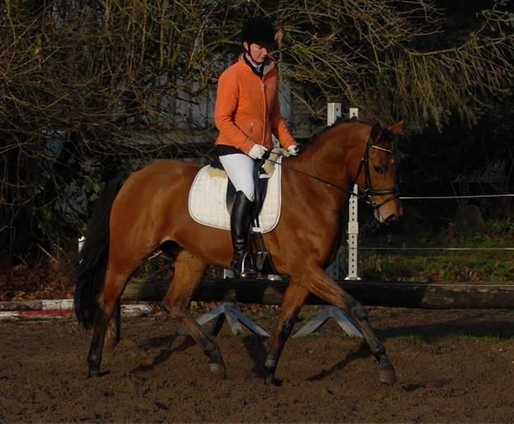 Pinto Hoelgaards Heart Breaker  - Foto: Jani Pedersen billede 6