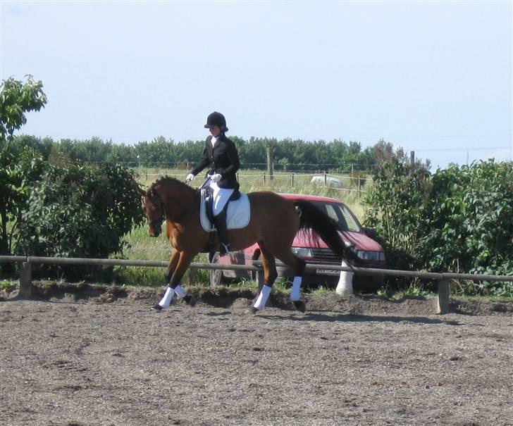 Pinto Hoelgaards Heart Breaker  - NÅR juni 09  billede 7