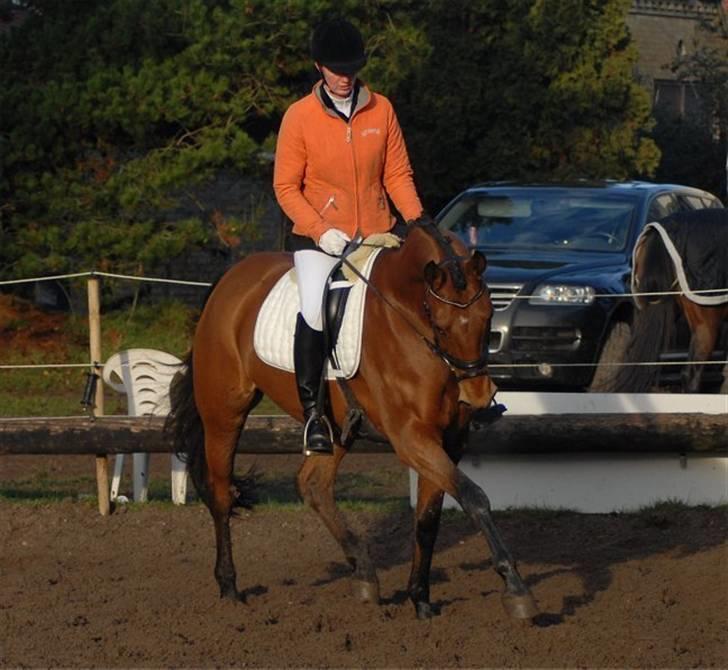 Pinto Hoelgaards Heart Breaker  - Foto: Jani Pedersen billede 8