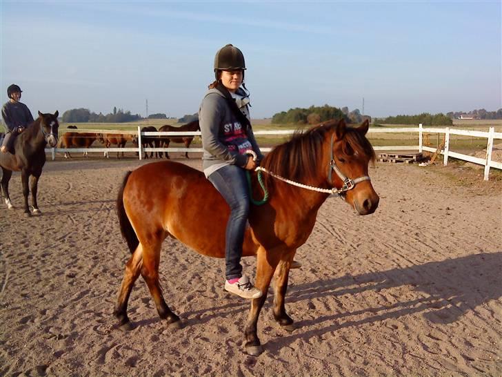 Gotlandsruss Tarpan's Ikon R.I.P - En hyqqe daq :) billede 4