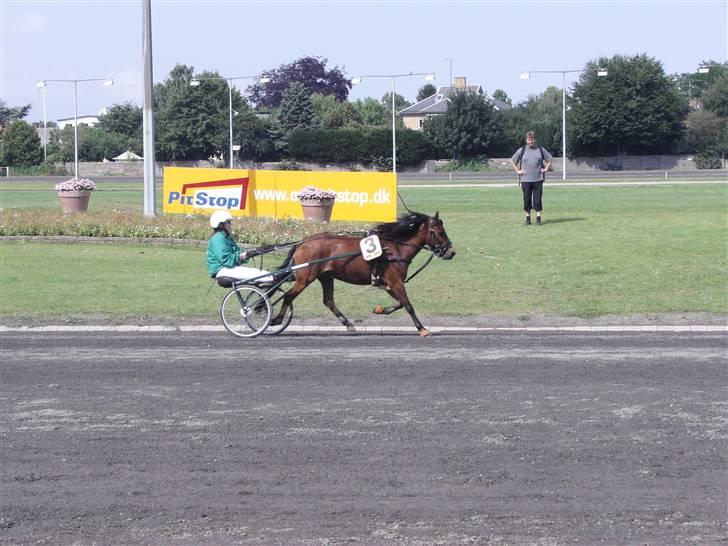 Gotlandsruss Tarpan's Ikon R.I.P - Fra DM i et Handicap løb på Charlottenlund 11.8.07 billede 5