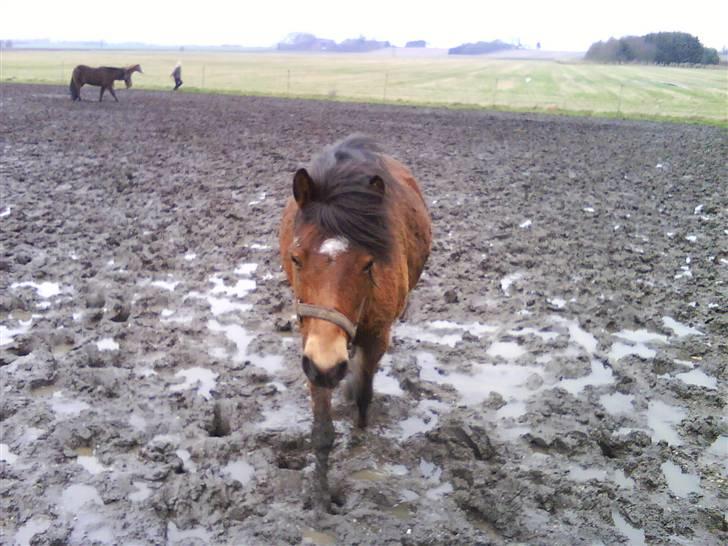 Gotlandsruss Tarpan's Ikon R.I.P - NU kommër jeq! billede 6