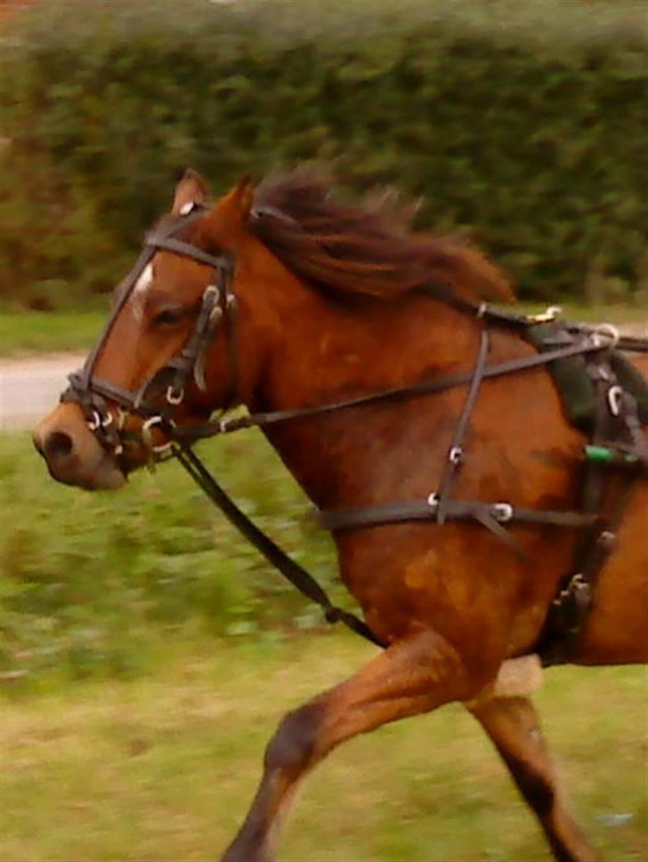 Gotlandsruss Tarpan's Ikon R.I.P - i Træning :) billede 7